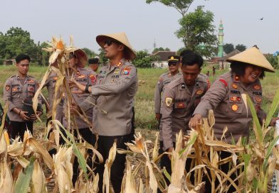 Panen Jagung di Kebonagung Jadi Wujud Dukungan Ketahanan Pangan Nasional