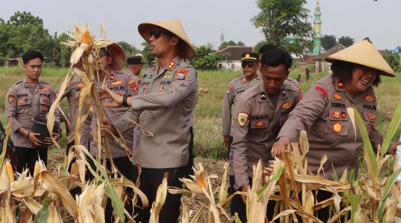 Panen Jagung di Kebonagung Jadi Wujud Dukungan Ketahanan Pangan Nasional
