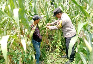 Wujud Nyata Dukungan Polri untuk Ketahanan Pangan, Bhabinkamtibmas Desa Logowok Monitoring Lahan Jagung