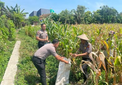 Dukung Ketahanan Pangan Nasional, Polres Pasuruan Kota Dampingi Penanaman Jagung di Desa