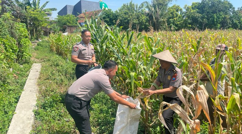 Dukung Ketahanan Pangan Nasional, Polres Pasuruan Kota Dampingi Penanaman Jagung di Desa
