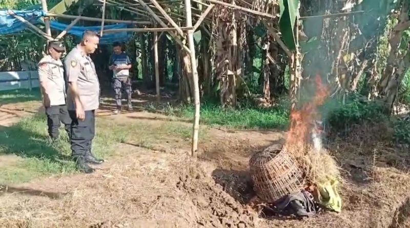 Polsek Grati Bongkar Arena Judi Sabung Ayam dan Cap Jie Kie