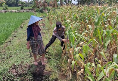 Bhabinkamtibmas Bugul Kidul Sambangi Lahan Jagung, Dukung Ketahanan Pangan dan Jaga Kamtibmas Bhabinkamtibmas Bugul Kidul Sambangi Lahan Jagung, Dukung Ketahanan Pangan dan Jaga Kamtibmas
