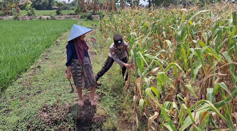 Bhabinkamtibmas Bugul Kidul Sambangi Lahan Jagung, Dukung Ketahanan Pangan dan Jaga Kamtibmas Bhabinkamtibmas Bugul Kidul Sambangi Lahan Jagung, Dukung Ketahanan Pangan dan Jaga Kamtibmas