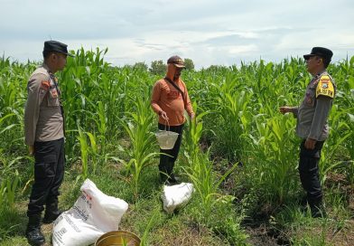 Bhabinkamtibmas Keboncandi Sambangi Lahan Jagung Warga, Wujud Dukungan Ketahanan Pangan