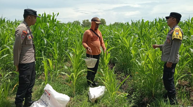 Bhabinkamtibmas Keboncandi Sambangi Lahan Jagung Warga, Wujud Dukungan Ketahanan Pangan