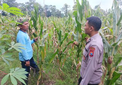 Bhabinkamtibmas Polsek Grati Aktif Dampingi Poktan, Dukung Ketahanan Pangan Nasional