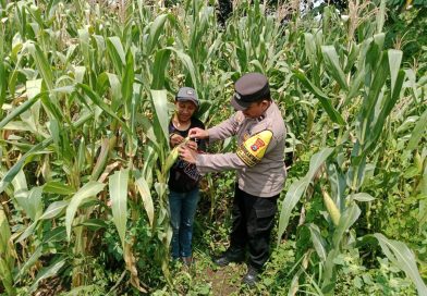 Bhabinkamtibmas Polsek Pohjentrek Monitoring Lahan Poktan Dukung Ketahanan Pangan Nasional