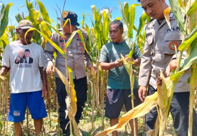 Polresta Sidoarjo Gelorakan Swasembada Pangan Dampingi Warga Tani Kelola Jagung Hibrida