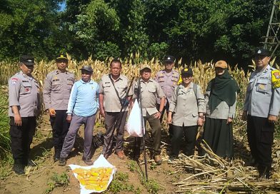 Panen Jagung, Polresta Malang Kota Perkuat Ketahanan Pangan Bersama Petani Kedungkandang