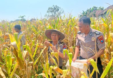 Panen Jagung di Purworejo Wujud Sinergi Polri dan Petani Dukung Ketahanan Pangan