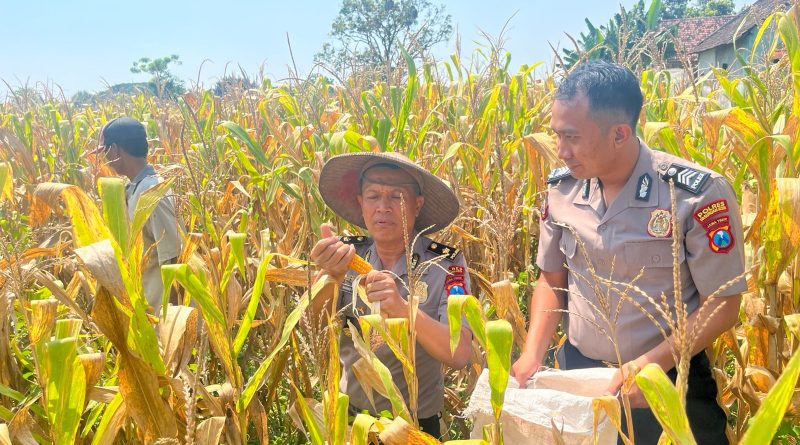 Panen Jagung di Purworejo Wujud Sinergi Polri dan Petani Dukung Ketahanan Pangan
