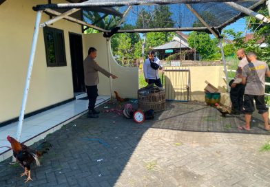 Respons Cepat Laporan Call Center 110, Polsek Keboncandi Gerebek Lokasi Dugaan Judi Sabung Ayam di Gondangwetan Respons Cepat Laporan Call Center 110, Polsek Keboncandi Gerebek Lokasi Dugaan Judi Sabung Ayam di Gondangwetan