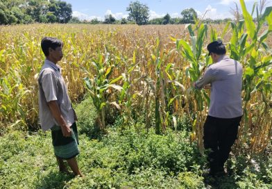 Bhabinkamtibmas Desa Pohjentrek Dampingi Petani Jagung, Dukung Ketahanan Pangan Nasional