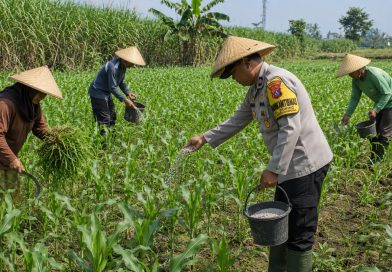 Pak Bhabin Penggerak Ketahanan Pangan, Dampingi Petani Jagung di Kota Malang