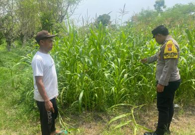 Perkuat Swasembada Pangan, Bhabinkamtibmas Desa Semedusari Rutin Monitoring Lahan Jagung