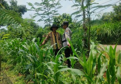 Bhabinkamtibmas Desa Karangkliwon Aktif Dampingi Kelompok Tani, Dukung Ketahanan Pangan Nasional Bhabinkamtibmas Desa Karangkliwon Aktif Dampingi Kelompok Tani, Dukung Ketahanan Pangan Nasional