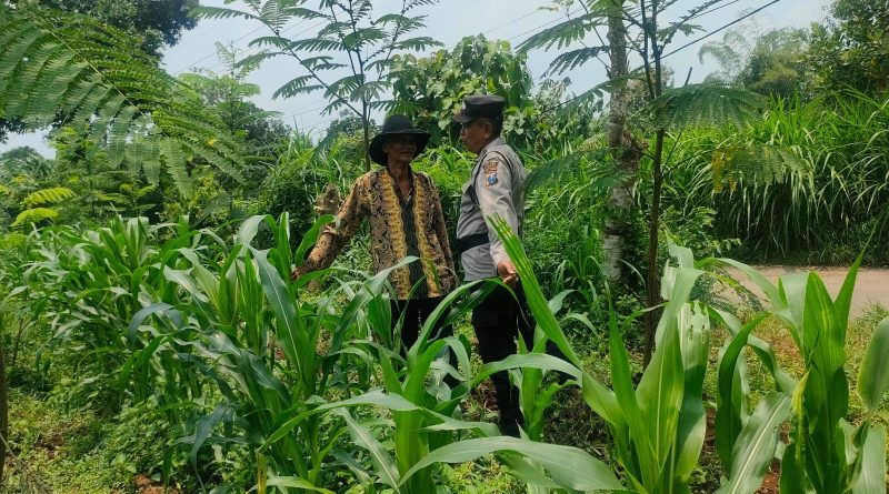 Bhabinkamtibmas Desa Karangkliwon Aktif Dampingi Kelompok Tani, Dukung Ketahanan Pangan Nasional Bhabinkamtibmas Desa Karangkliwon Aktif Dampingi Kelompok Tani, Dukung Ketahanan Pangan Nasional