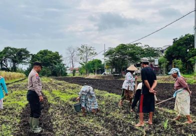 Bhabinkamtibmas Polsek Pohjentrek Rutin Cek Lahan Jagung Binaan, Dukung Ketahanan Pangan Nasional