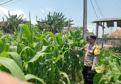 Dukung Ketahanan Pangan, Bhabinkamtibmas Polsek Keboncandi Sambangi Petani Jagung di Lahan Binaan Polri