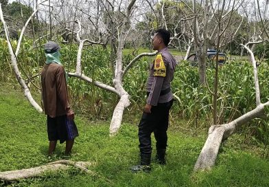 Bhabinkamtibmas Polsek Lekok Dampingi Petani, Dukung Ketahanan Pangan Nasional