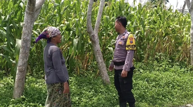 Dukung Ketahanan Pangan, Bhabinkamtibmas Polsek Lekok Setia Dampingi Petani Jagung di Lahan Binaan Polri