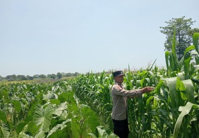 Bhabinkamtibmas Polsek Keboncandi Dampingi Petani, Wujudkan Ketahanan Pangan Nasional