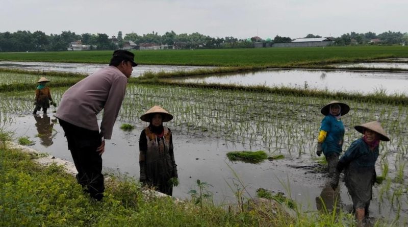 Dukung Asta Cita Presiden, Bhabinkamtibmas Polsek Rejoso Dampingi Petani Wujudkan Swasembada Pangan