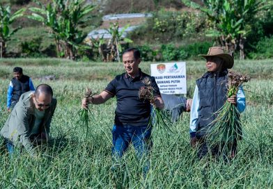 Satgas Pangan Polri Perkuat Swasembada Bawang Putih, Lahan Tanam di Sembalun Capai 534 Hektare
