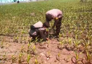 Bhabinkamtibmas Polsek Kraton Aktif Dampingi Petani, Wujudkan Ketahanan Pangan Nasional